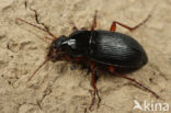 Calathus fuscipes