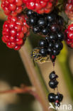 Gewone wesp (Vespula vulgaris)