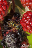 common wasp (Vespula vulgaris)