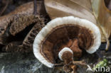 Gewoon elfenbankje (Trametes versicolor)