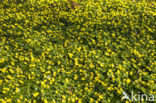 Lesser Celandine (Ranunculus ficaria subsp. bulbilifer)