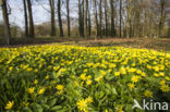 Lesser Celandine (Ranunculus ficaria subsp. bulbilifer)