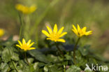 Lesser Celandine (Ranunculus ficaria subsp. bulbilifer)