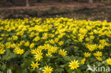 Lesser Celandine (Ranunculus ficaria subsp. bulbilifer)