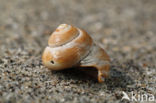 Swollen Top-shell (Gibbula tumida)