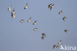 Golden Plover (Pluvialis apricaria)