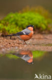 Eurasian Bullfinch (Pyrrhula pyrrhula)