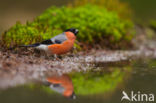 Eurasian Bullfinch (Pyrrhula pyrrhula)