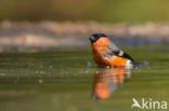 Eurasian Bullfinch (Pyrrhula pyrrhula)