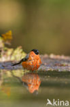 Eurasian Bullfinch (Pyrrhula pyrrhula)