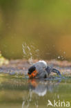 Eurasian Bullfinch (Pyrrhula pyrrhula)