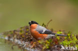 Eurasian Bullfinch (Pyrrhula pyrrhula)