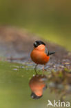 Eurasian Bullfinch (Pyrrhula pyrrhula)