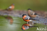 Eurasian Bullfinch (Pyrrhula pyrrhula)