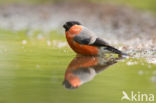 Eurasian Bullfinch (Pyrrhula pyrrhula)