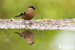 Eurasian Bullfinch (Pyrrhula pyrrhula)