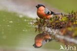 Eurasian Bullfinch (Pyrrhula pyrrhula)