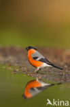 Eurasian Bullfinch (Pyrrhula pyrrhula)