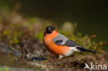 Eurasian Bullfinch (Pyrrhula pyrrhula)