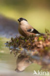 Eurasian Bullfinch (Pyrrhula pyrrhula)