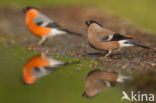 Eurasian Bullfinch (Pyrrhula pyrrhula)