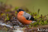 Eurasian Bullfinch (Pyrrhula pyrrhula)