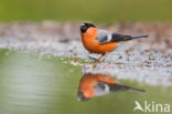 Eurasian Bullfinch (Pyrrhula pyrrhula)