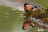 Eurasian Bullfinch (Pyrrhula pyrrhula)