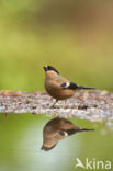 Eurasian Bullfinch (Pyrrhula pyrrhula)