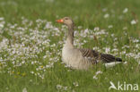 Grey Lag-Goose (Anser anser)