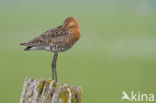 Grutto (Limosa limosa)