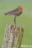 Grutto (Limosa limosa)