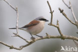 Grauwe Klauwier (Lanius collurio)