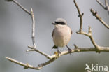 Grauwe Klauwier (Lanius collurio)