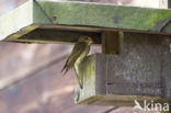 Grauwe Vliegenvanger (Muscicapa striata)