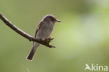 Grauwe Vliegenvanger (Muscicapa striata)