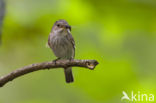 Grauwe Vliegenvanger (Muscicapa striata)