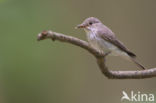 Grauwe Vliegenvanger (Muscicapa striata)