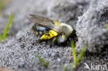 Grijze zandbij (Andrena vaga)