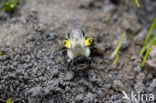 Grijze zandbij (Andrena vaga)