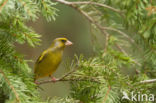 Groenling (Carduelis chloris)