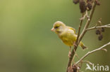 European Greenfinch (Carduelis chloris)