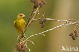 Groenling (Carduelis chloris)