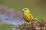 European Greenfinch (Carduelis chloris)