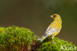 European Greenfinch (Carduelis chloris)