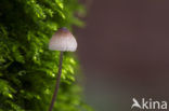 Burgundydrop bonnet (Mycena haematopus)