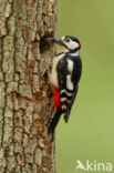 Grote Bonte Specht (Dendrocopos major)