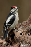 Great Spotted Woodpecker (Dendrocopos major)