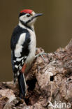 Great Spotted Woodpecker (Dendrocopos major)