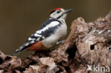 Great Spotted Woodpecker (Dendrocopos major)